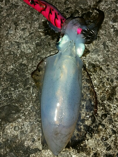 朝マズメ　アオリイカ