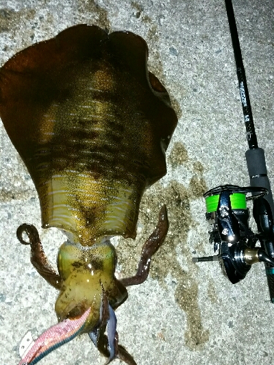 ｻｲｽﾞｱｯﾌﾟ❕　アオリイ…