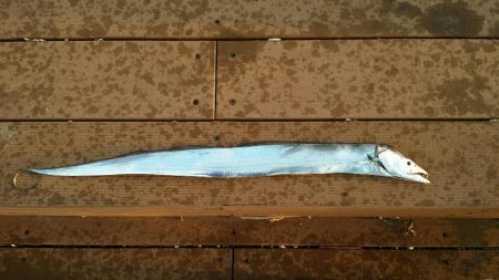 アタリはちょくちょくありました