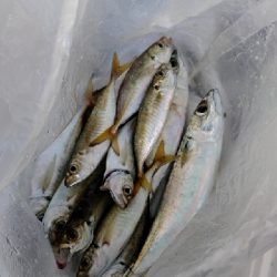 初岸和田一文字