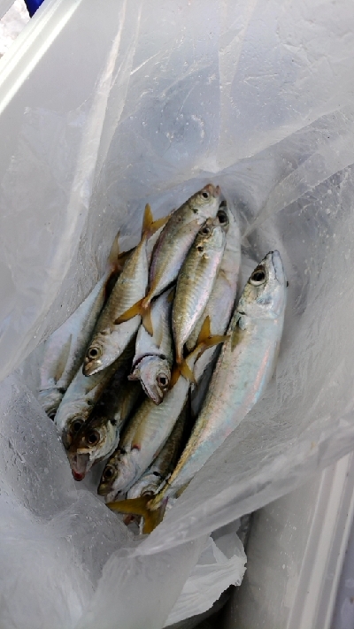 初岸和田一文字