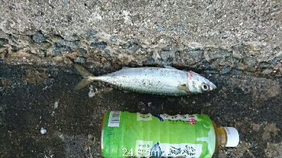 サバ、サバ、サバ