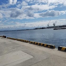 メジロ、サゴシ　ゲット♪