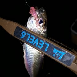 末っ子とナイトアジング