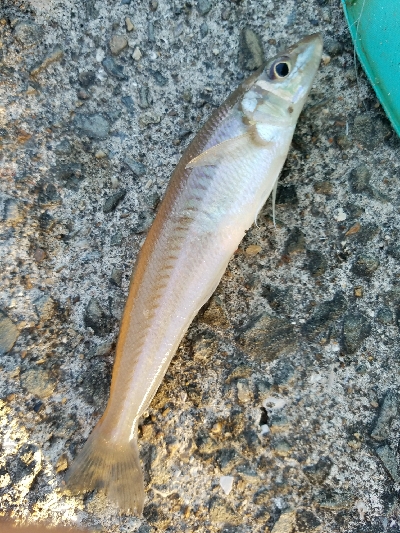 キス釣り　～ちょい投げ仕掛けにアジ～