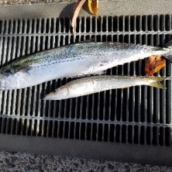 50センチ超の魚ゲット！