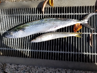 50センチ超の魚ゲット！