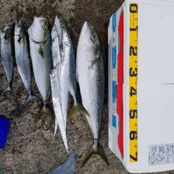 今日はルアーが良かった。