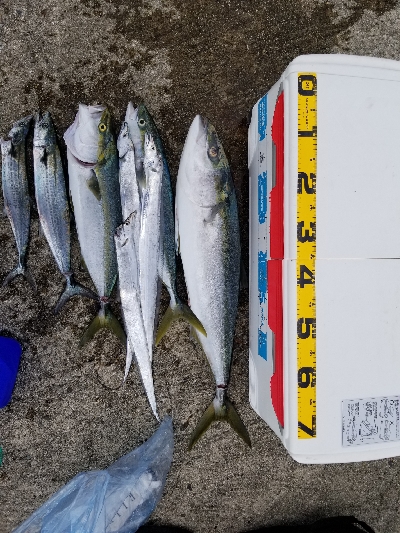 今日はルアーが良かった。