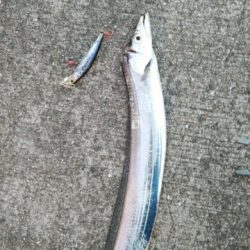 渋いねぇ、まったくおたく渋いぜ