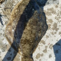 キス釣り ~カレイがヒット!~