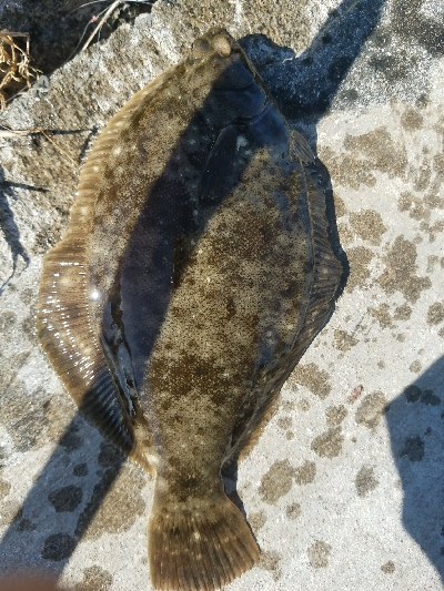 キス釣り ~カレイがヒット!~