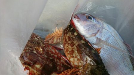 岩谷の地磯いきました