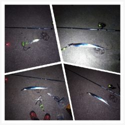 鯖に始まり鯖に終わる太刀魚