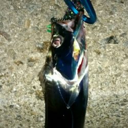 雨の止み間に大爆釣