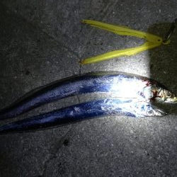 ワインドタチウオ