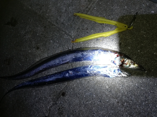 ワインドタチウオ