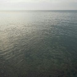 太刀魚は何処かへ