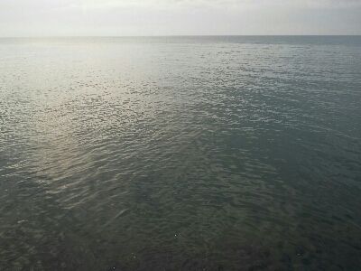 太刀魚は何処かへ