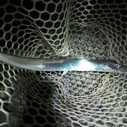 太刀魚2匹だけでした