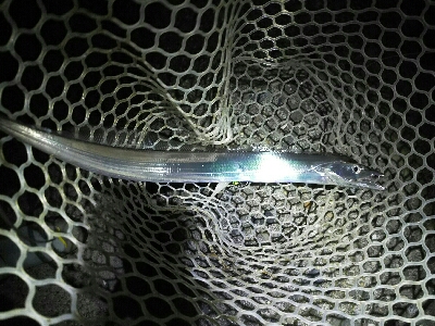 太刀魚2匹だけでした