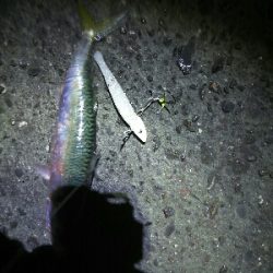 短期勝負はワインドで