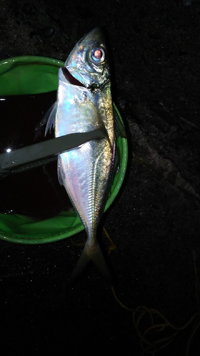 久しぶりのアジの引きを堪能！