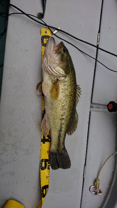 ランカーゲット