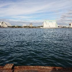 安定のタチウオ