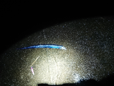 強雨、爆風、爆釣？