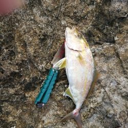 久しぶりの沖磯