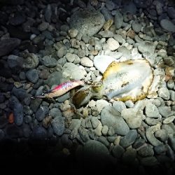 秋イカですね❗