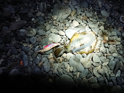 秋イカですね❗