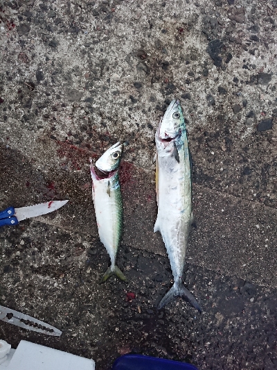 淡路島縦断釣行！！！