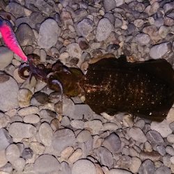 サーフエギング