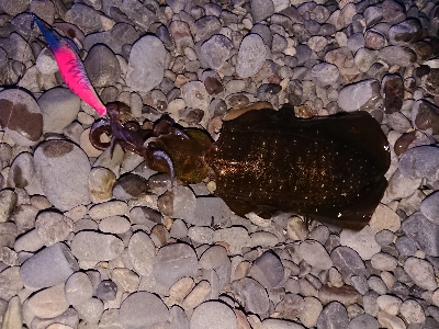 サーフエギング