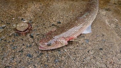 やっぱりあかん