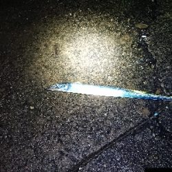 ツ抜けするまでにかえれま10