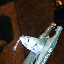 極小豆アジング