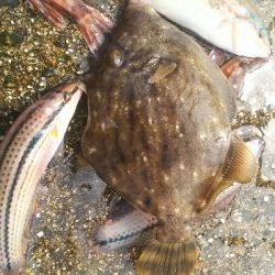 カンダイ、カワハギ