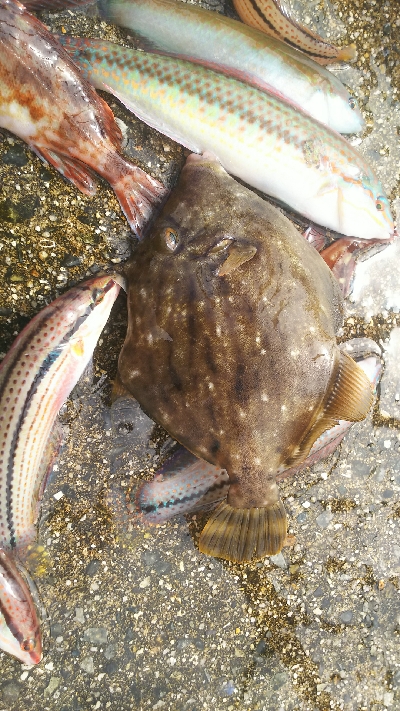 カンダイ、カワハギ