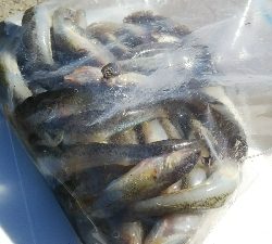 投げ釣りでハゼ