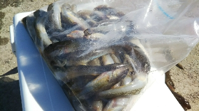 投げ釣りでハゼ