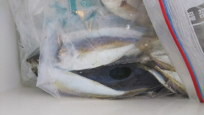 サビキでアジ
