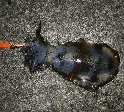 仕事帰りに、ちょこっとエギング！