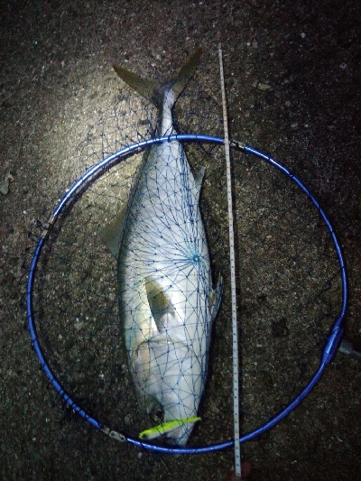 メジロ！激重！！！