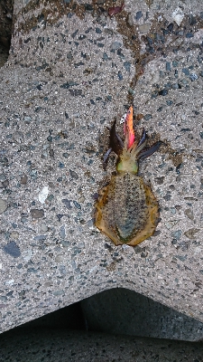 やっぱりエギングは丘が１番？