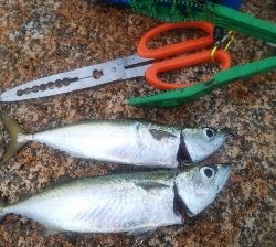 鯖オンリー　タチウオは何処に？