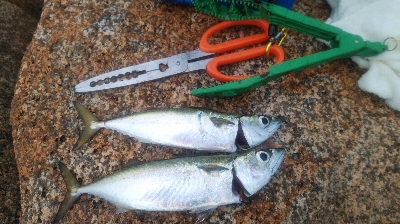 鯖オンリー　タチウオは何処に？