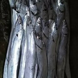 青物狙いのはずが…